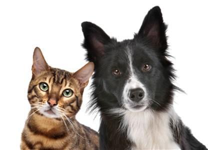 Javni razpis za subvencioniranje stroškov kastracije in sterilizacije lastniških mačk in psov v letu 2023/Nyilvános pályázat a tulajdonossal rendelkező kutyák és macskák ivartalanítási költségeinek a 2023. évi támogatásáról